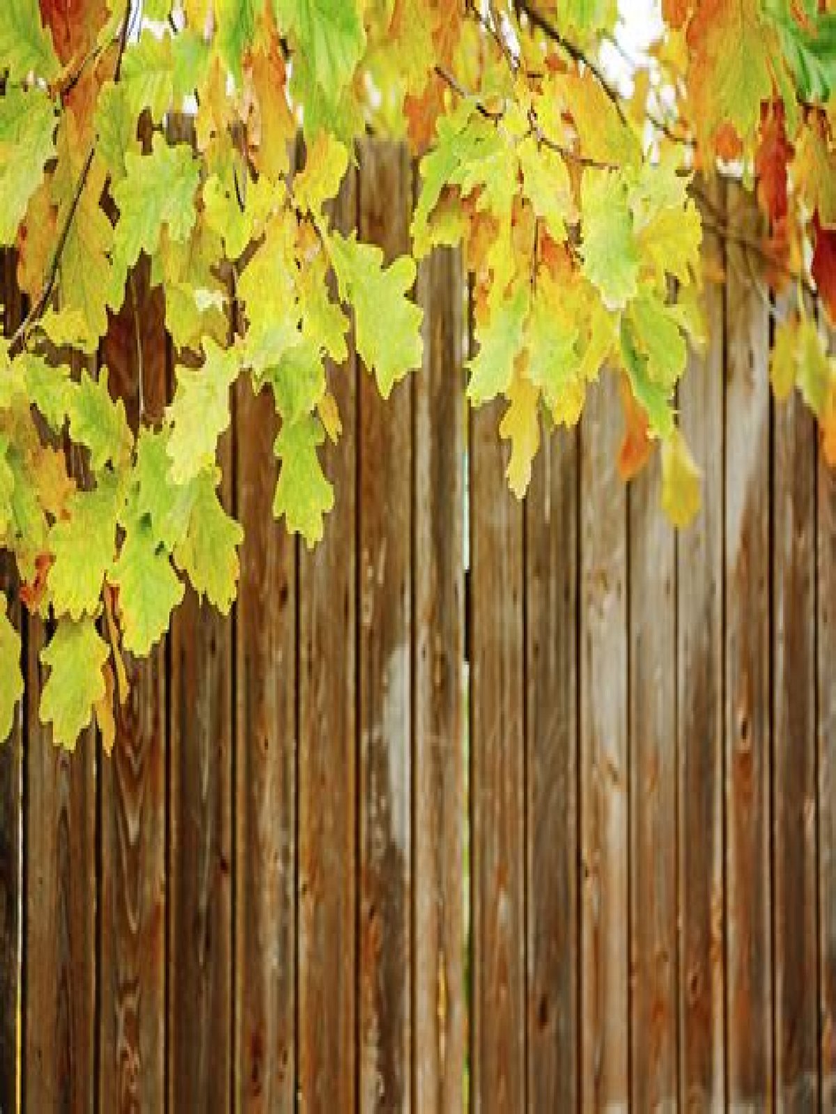 Am I responsible for leaves that fall into my neighbors UK?
