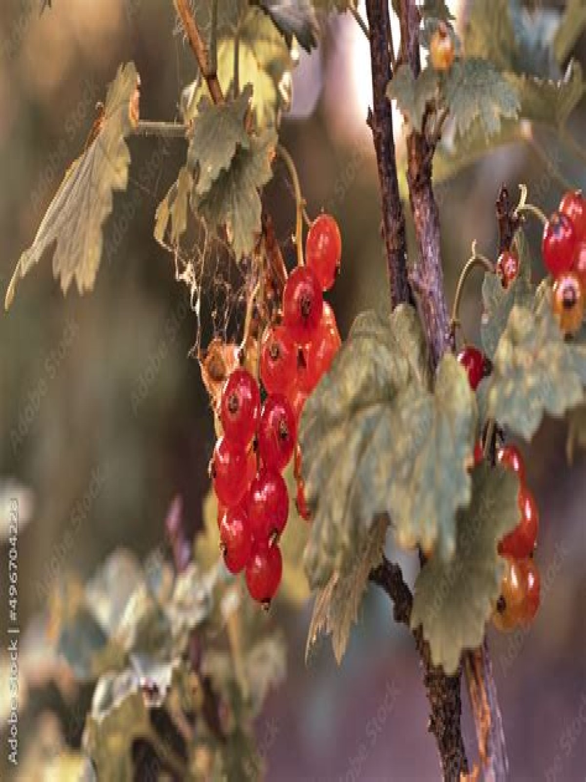 Are all Ribes edible