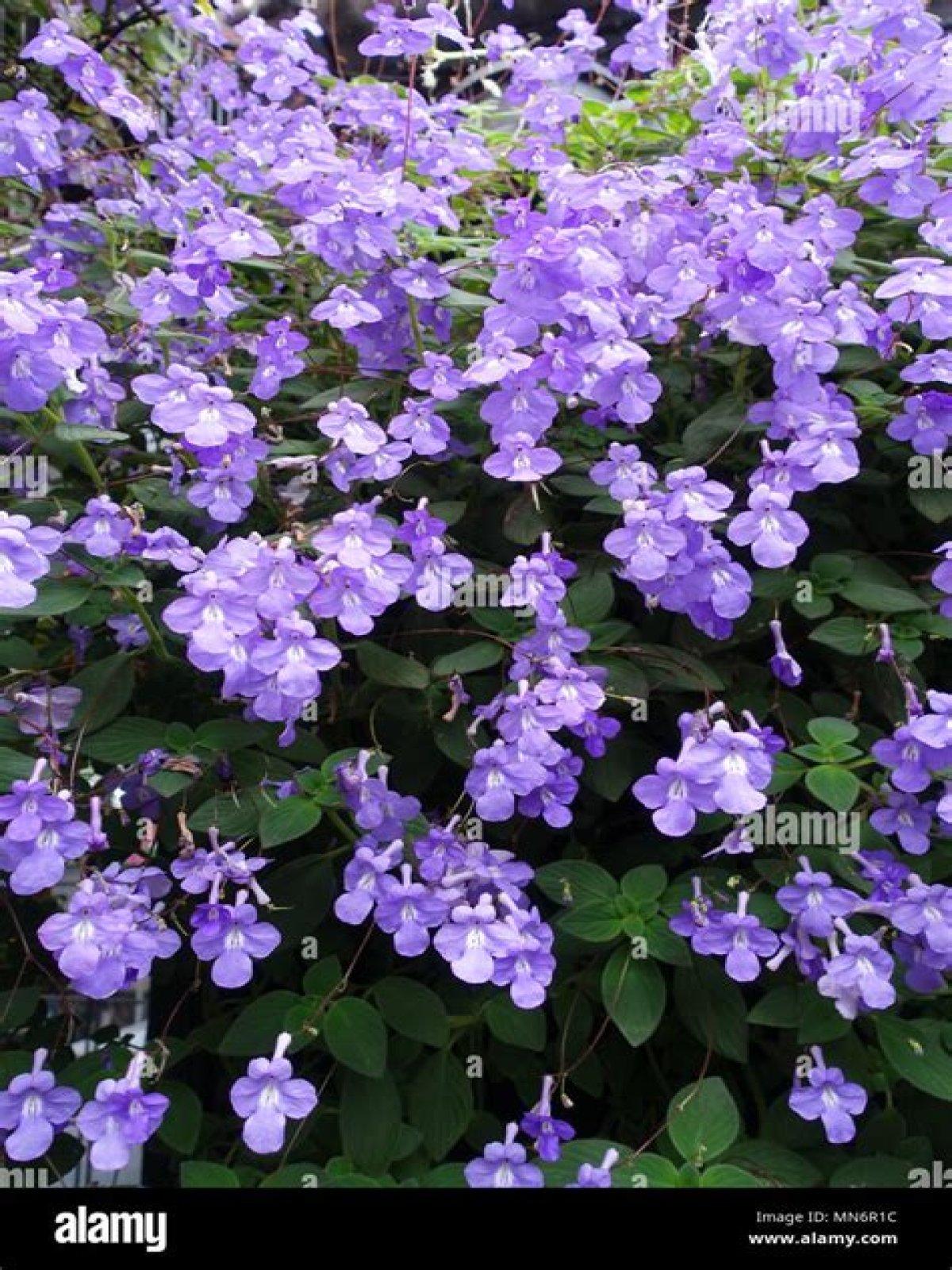 Are nodding violets edible
