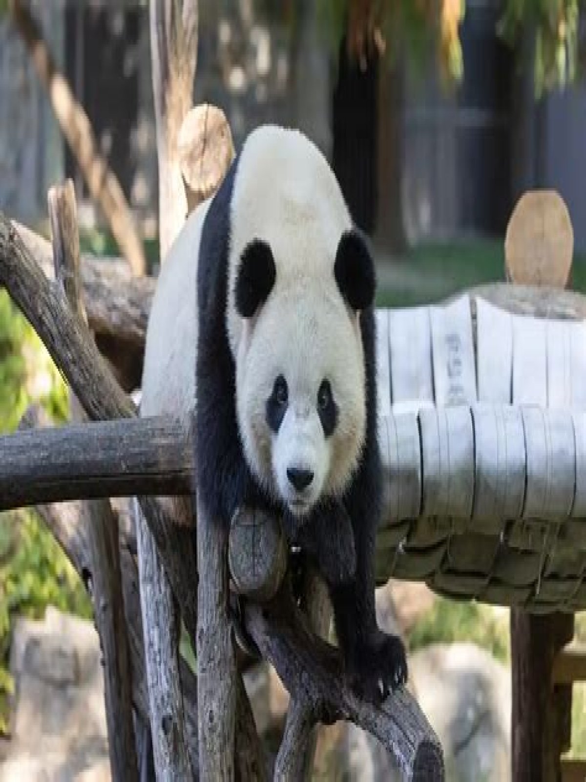 Are there still pandas at the National Zoo