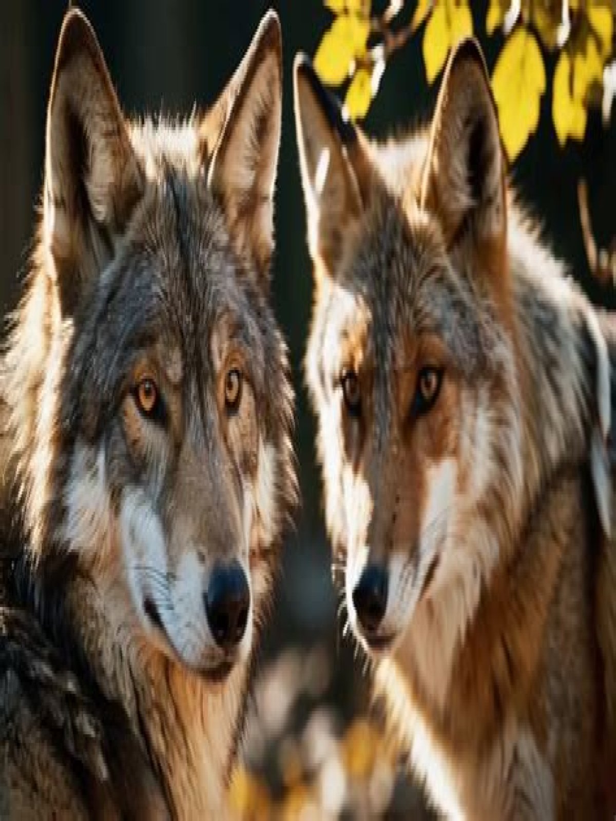 Can a wolf and fox breed?