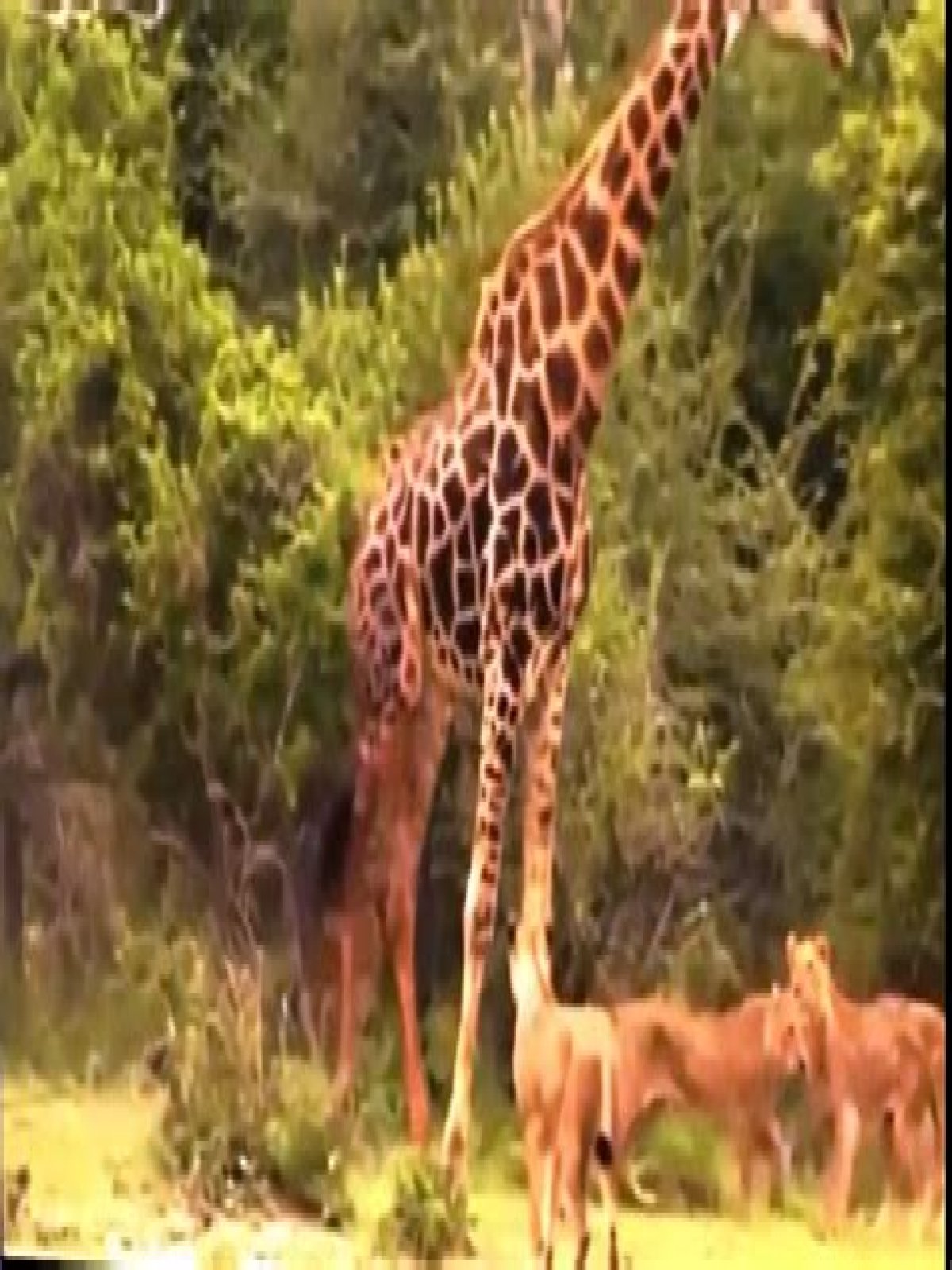 Can giraffes kill lions?