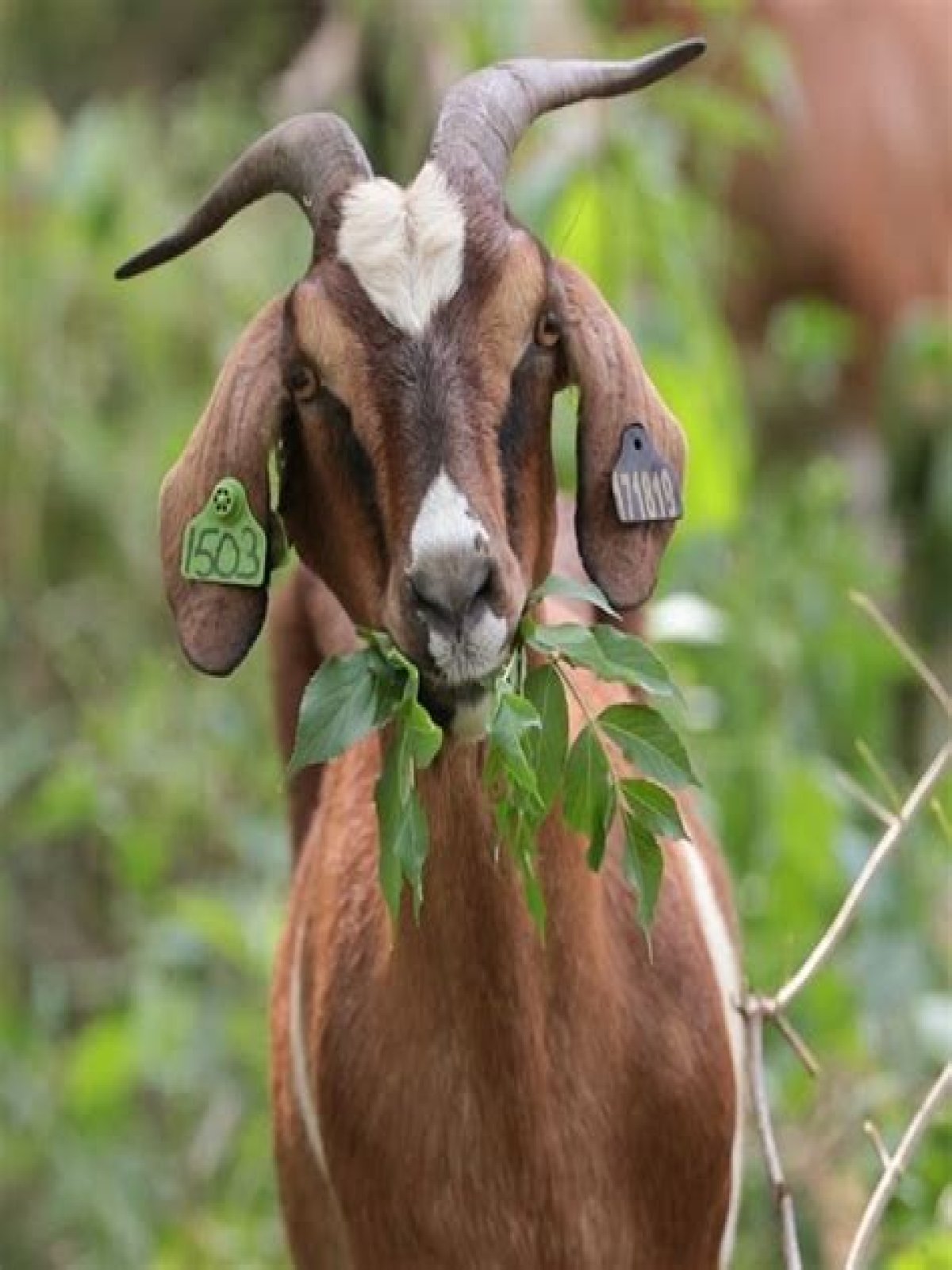 Can goats eat gum tree leaves