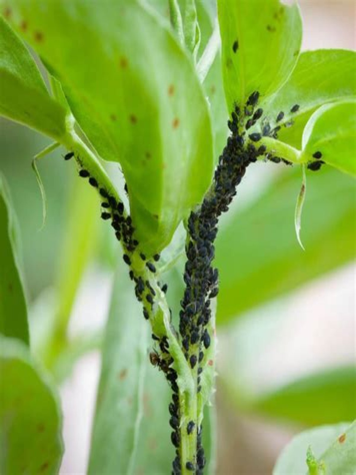 Can root aphids live without plants