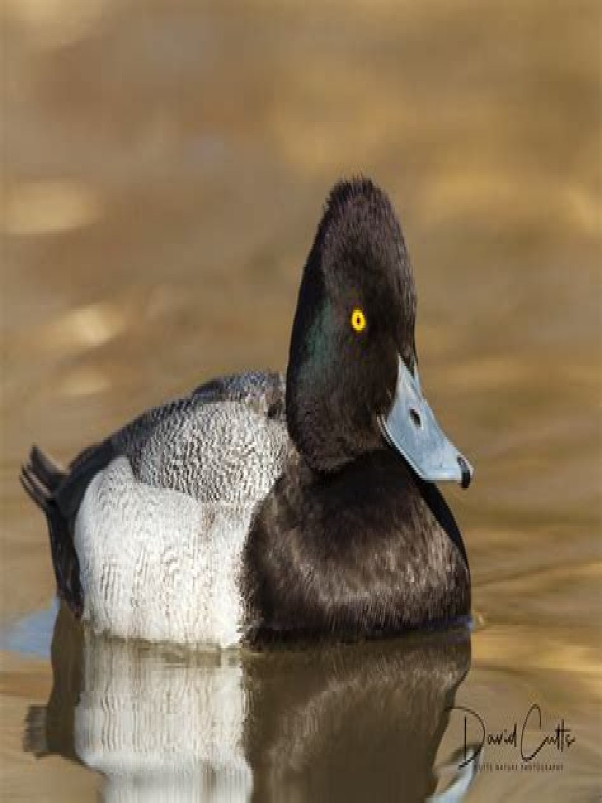 Can you eat bluebill ducks?