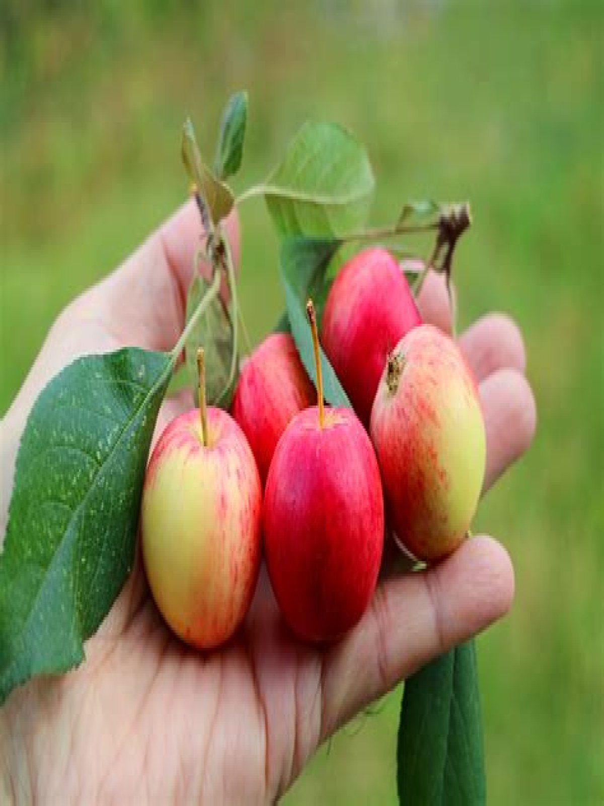 Can you eat crab apples