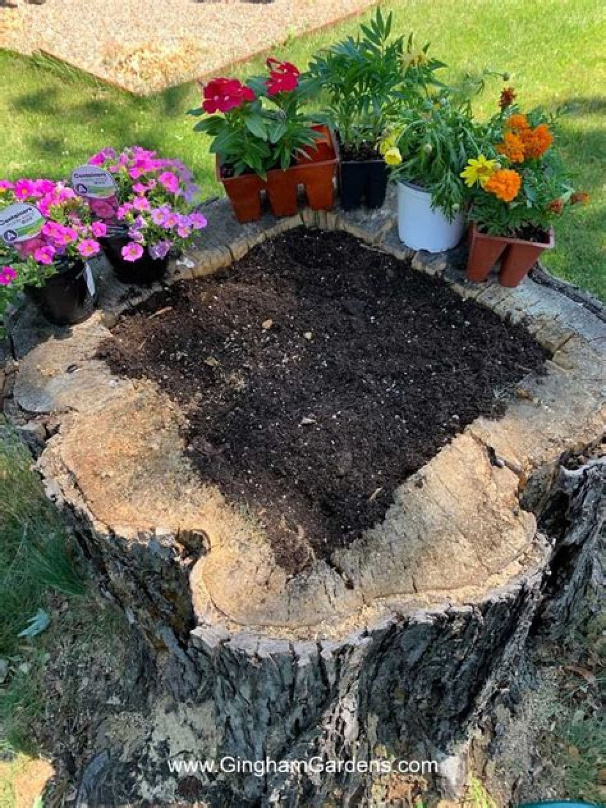 Can you pave over a tree stump