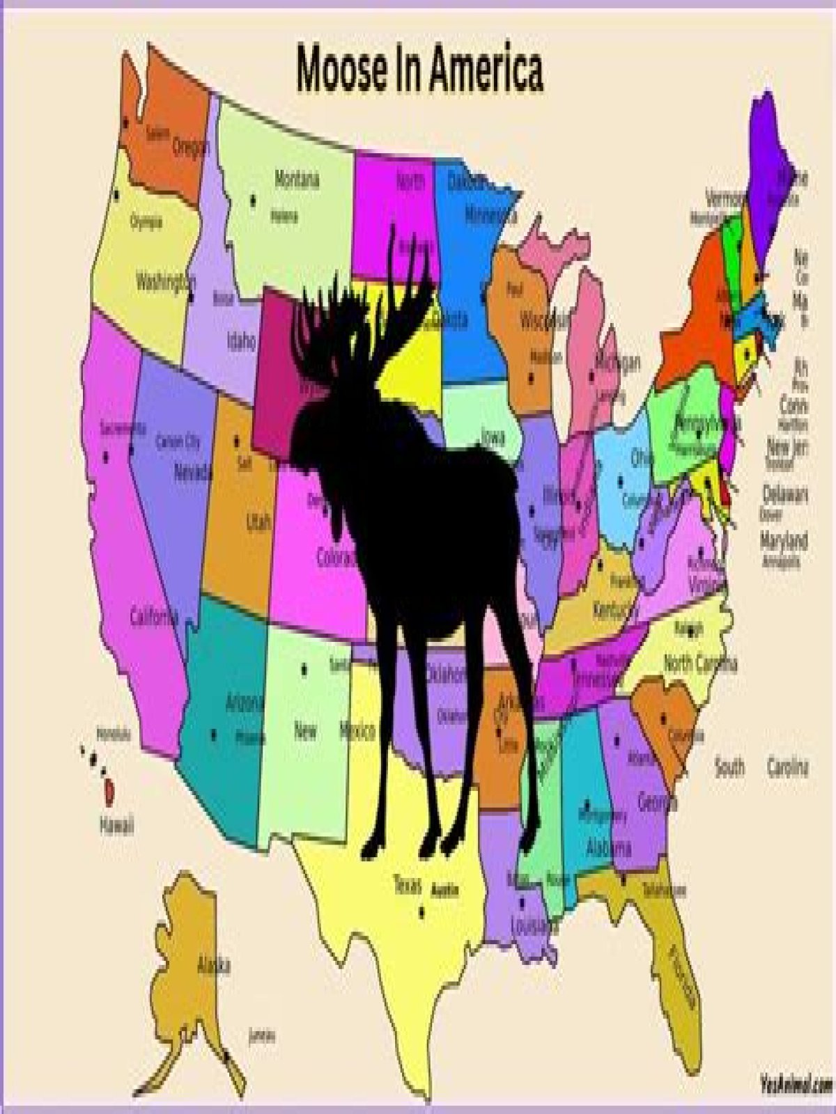 Can you see moose in Oregon?
