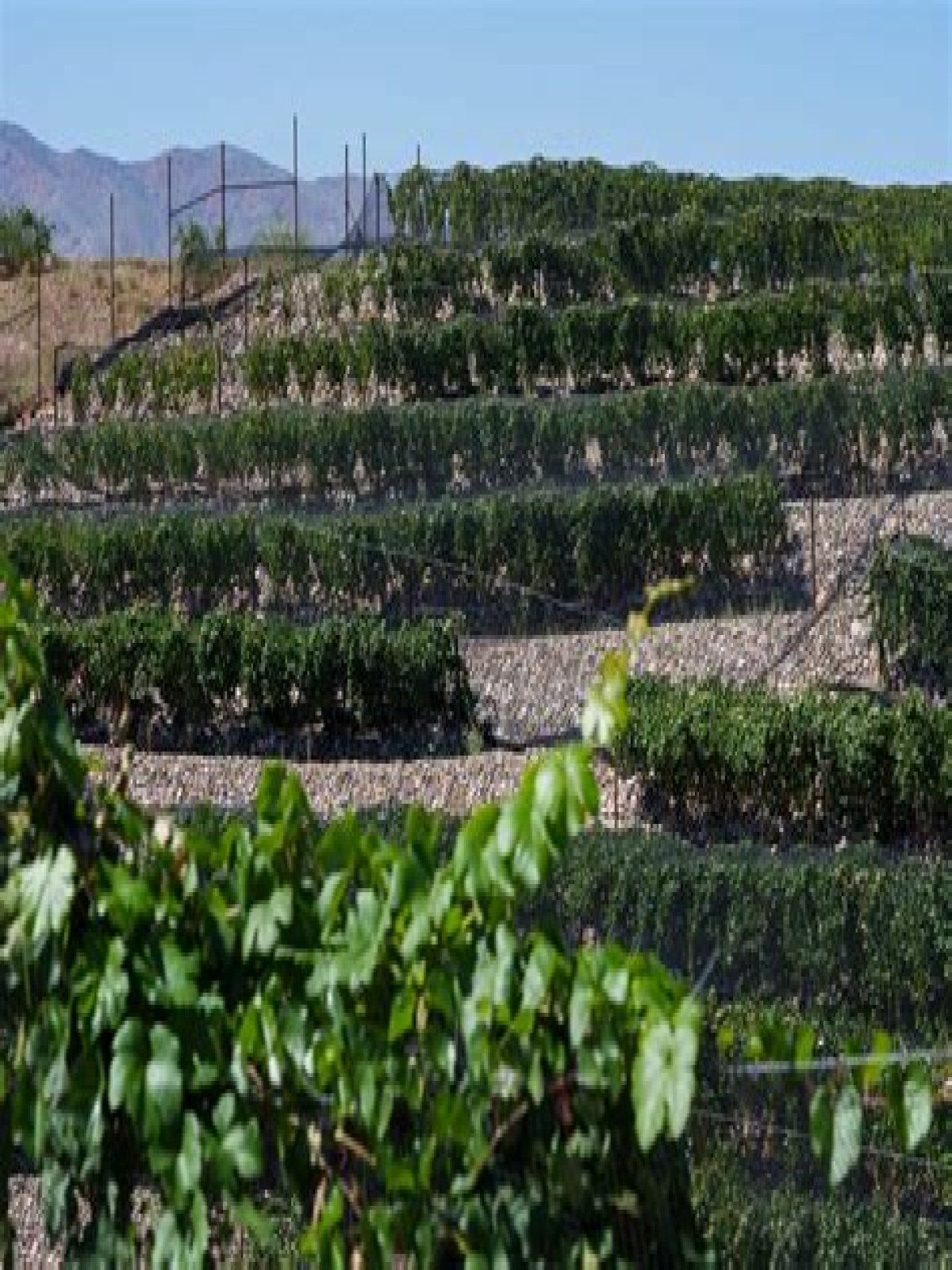 Can you visit Maynards Vineyard