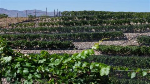 Can you visit Maynards Vineyard