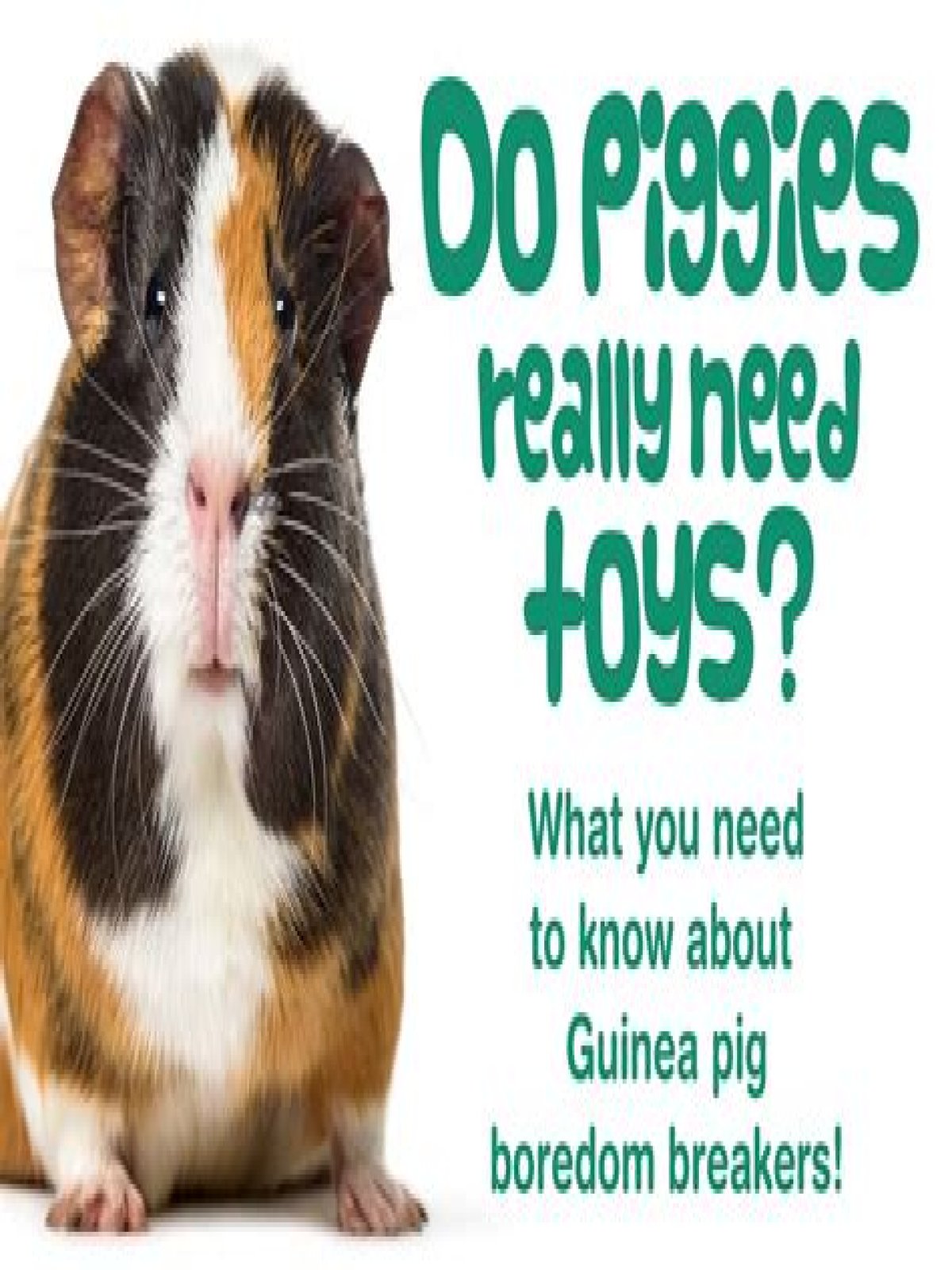 Do guinea pigs need toys?