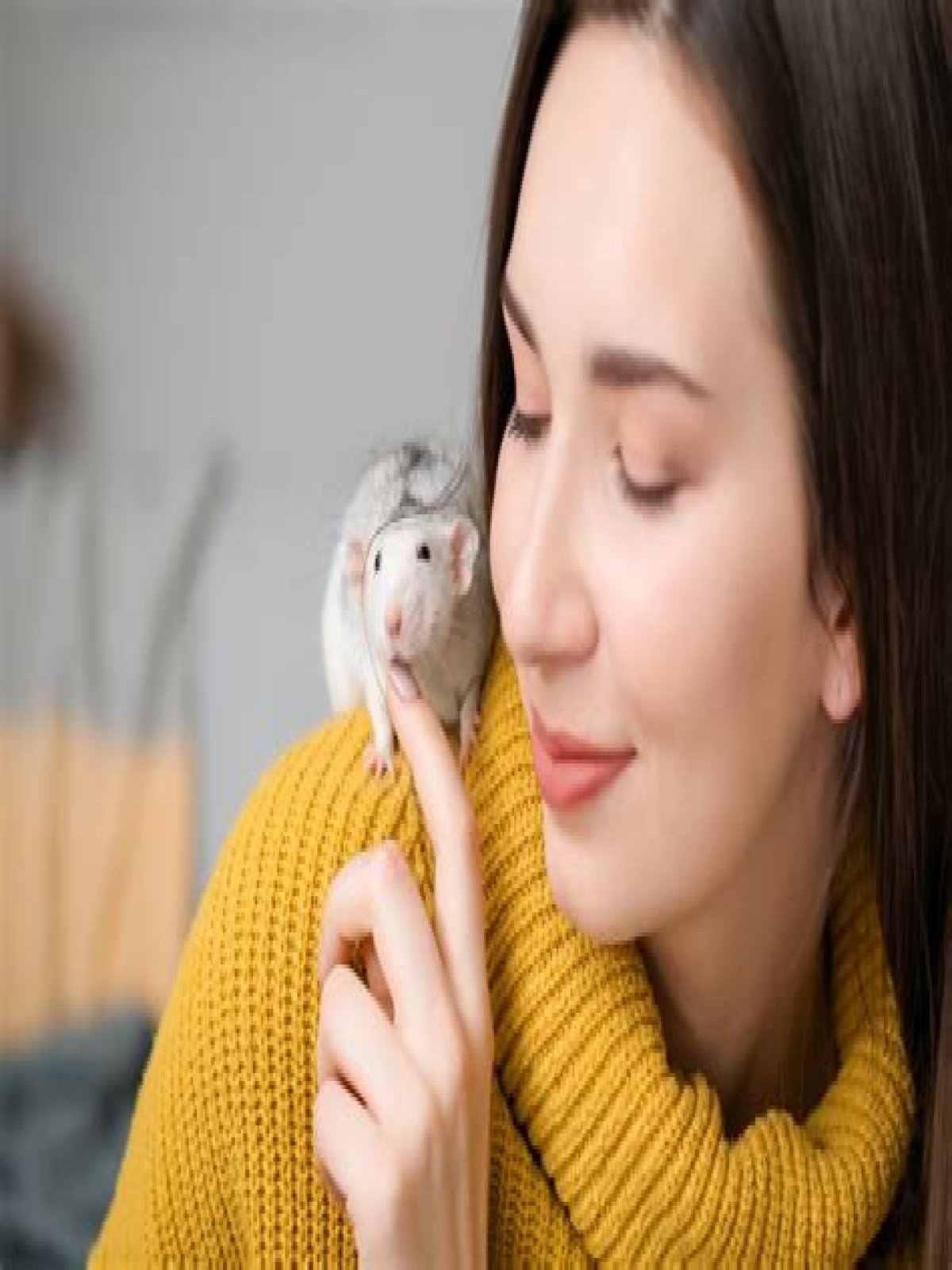 Do rats purr?
