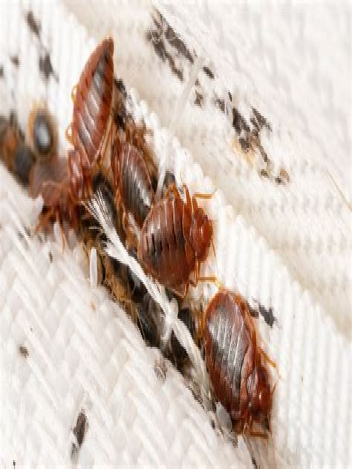 Does Japan have bed bugs?