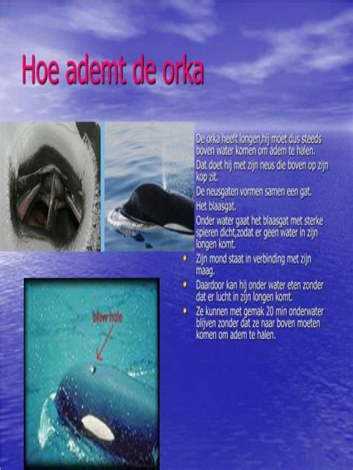 Hoe Ademt Een Vis? (Correct answer)