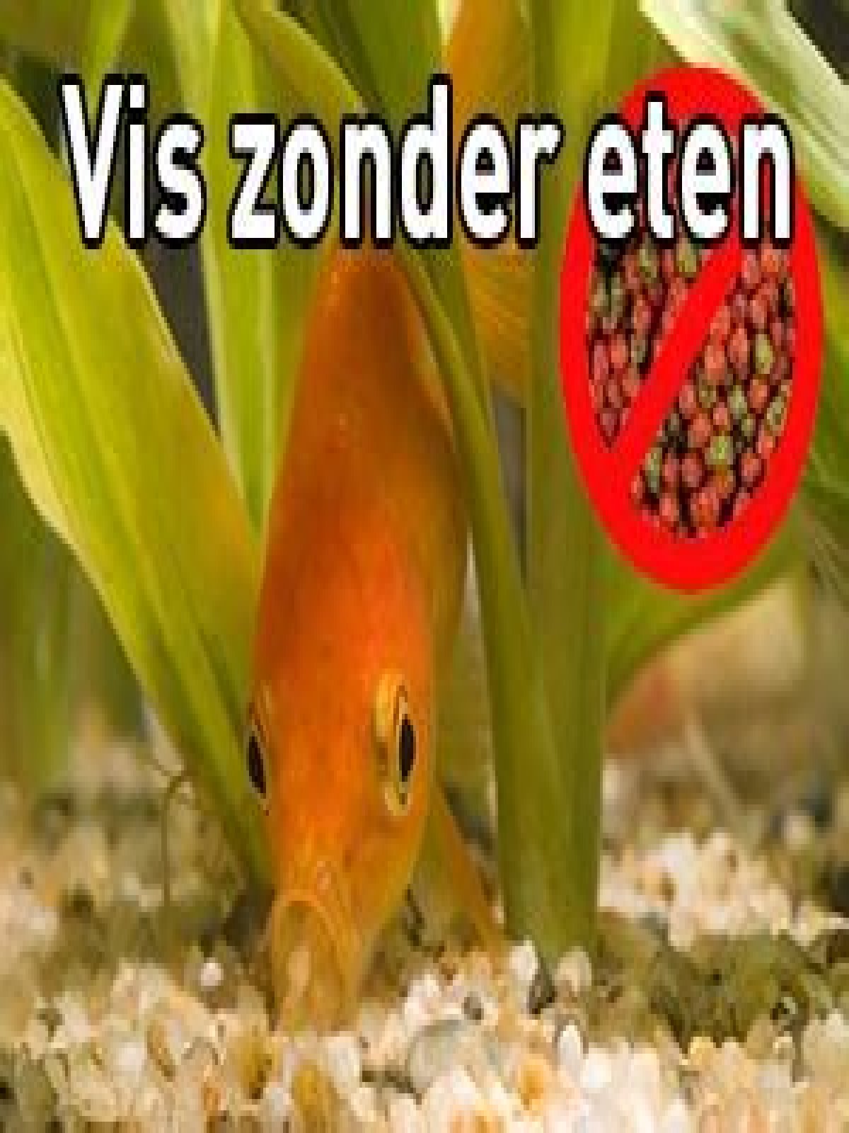 Hoe Lang Kan Een Vis Zonder Eten? (Solution)