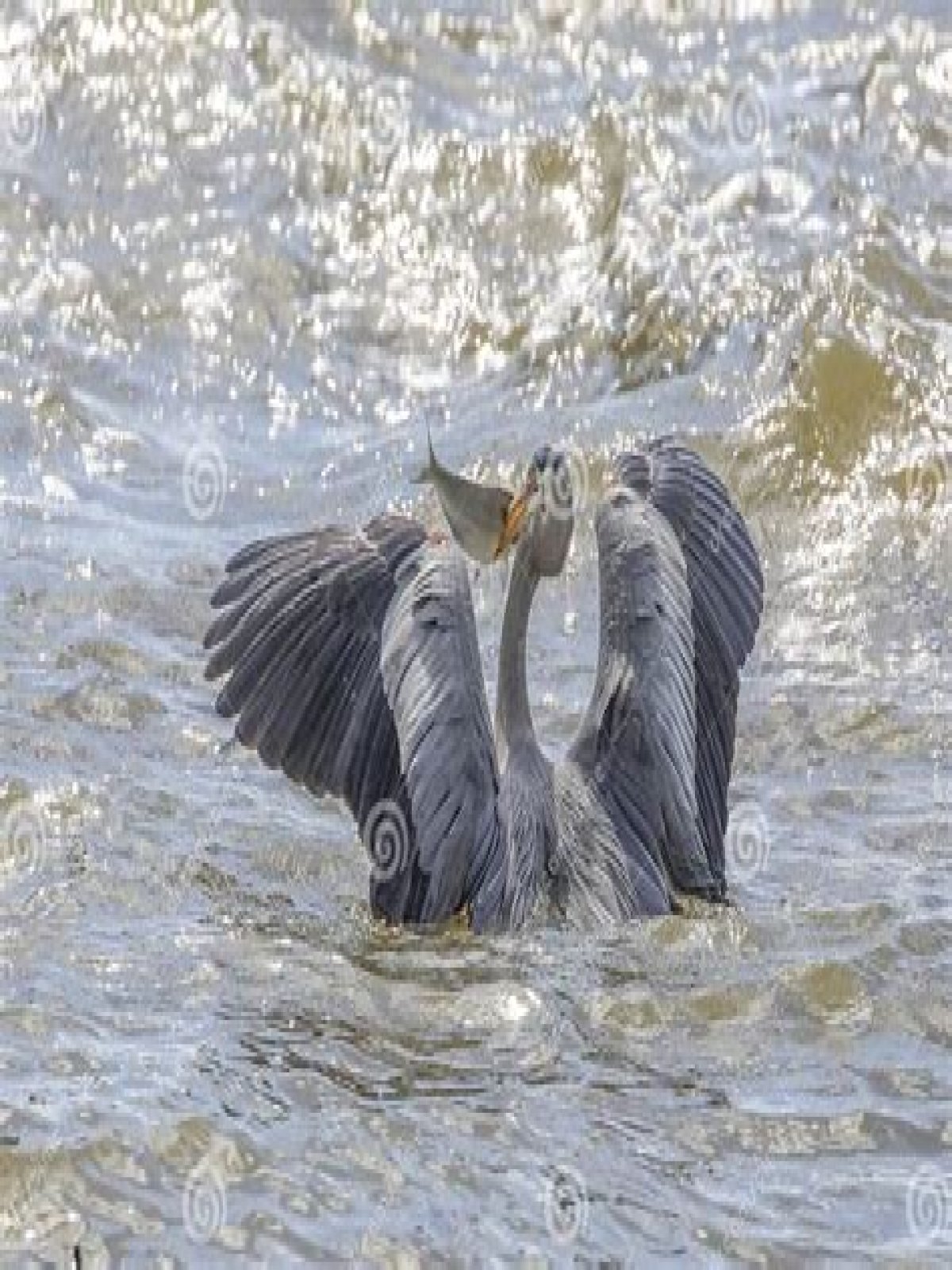 Hoe Vangt Een Reiger Een Vis? (Question)