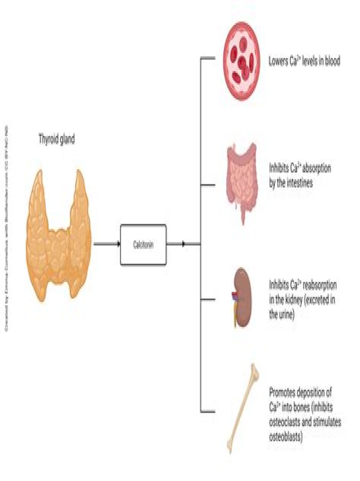 How are calcitonin and parathyroid hormone antagonistic?