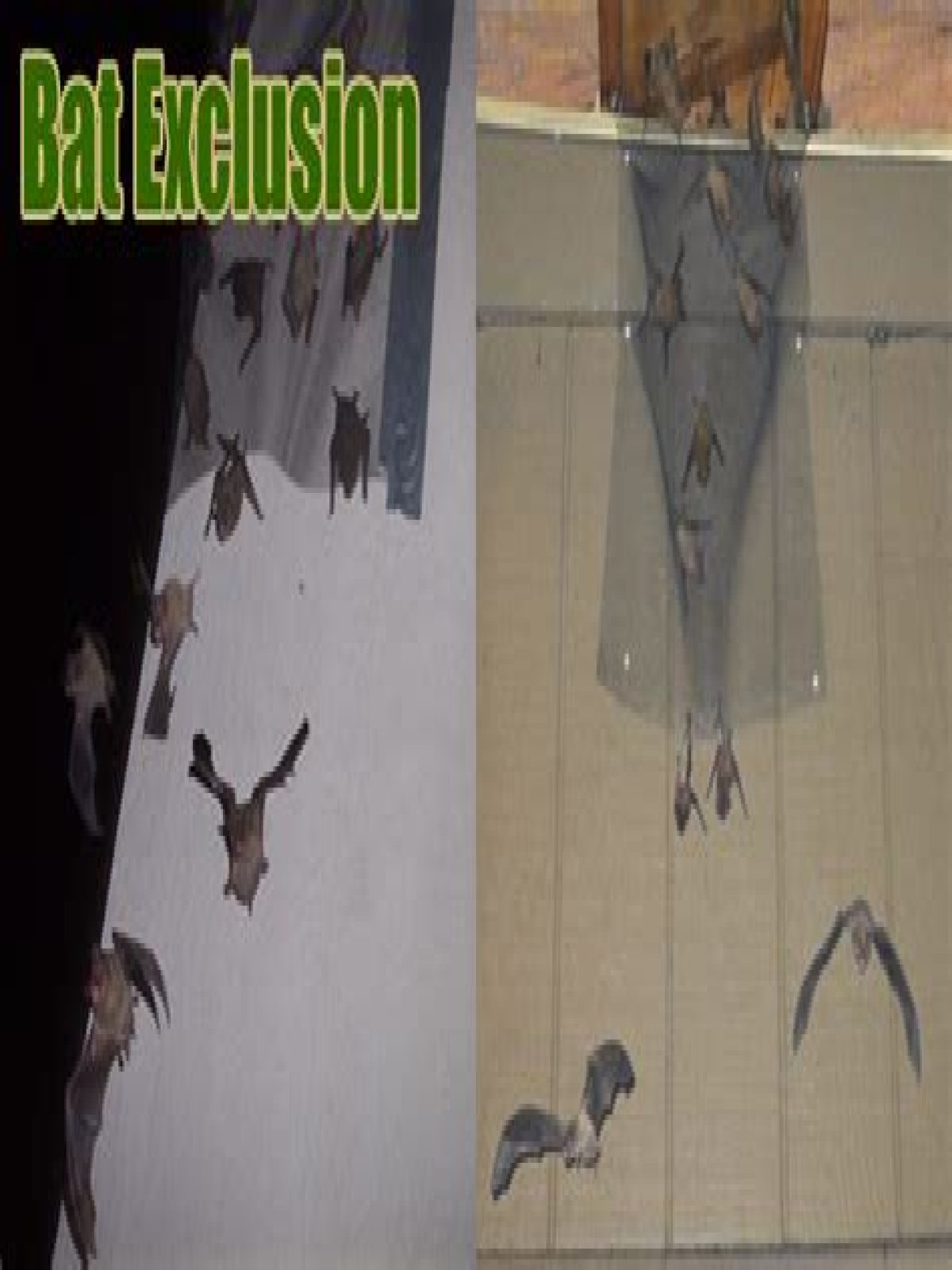 How do I exclude bats from my house