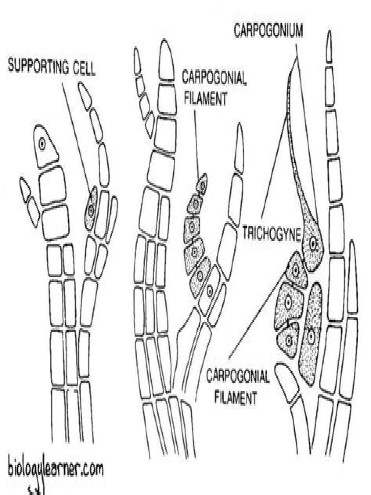 How do polysiphonia move?