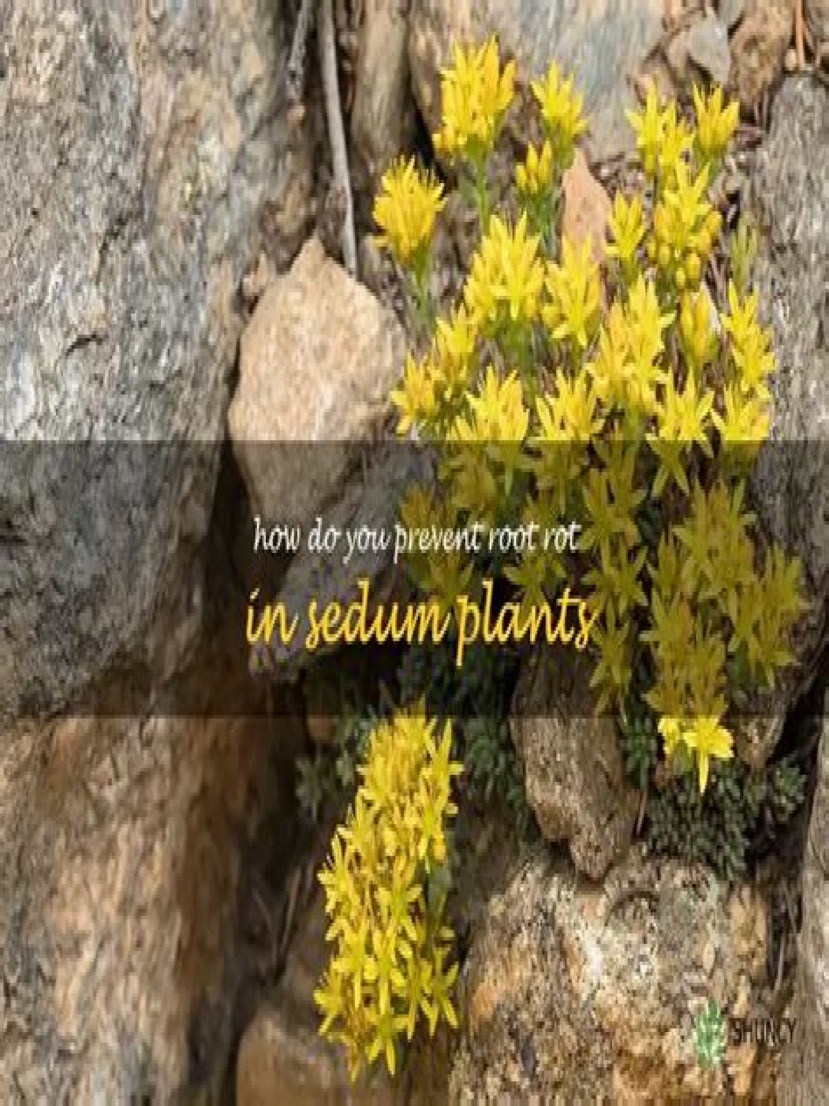 How do you stop sedum from flopping