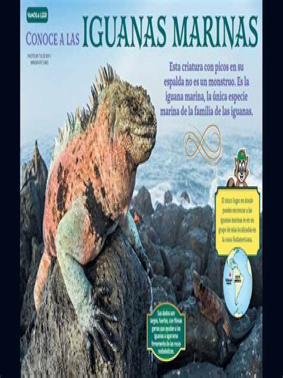 In spanish what is iguana?
