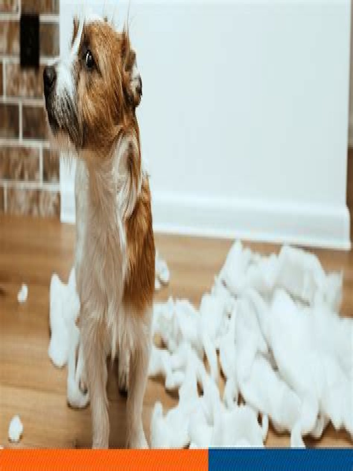 Is babying your dog bad?
