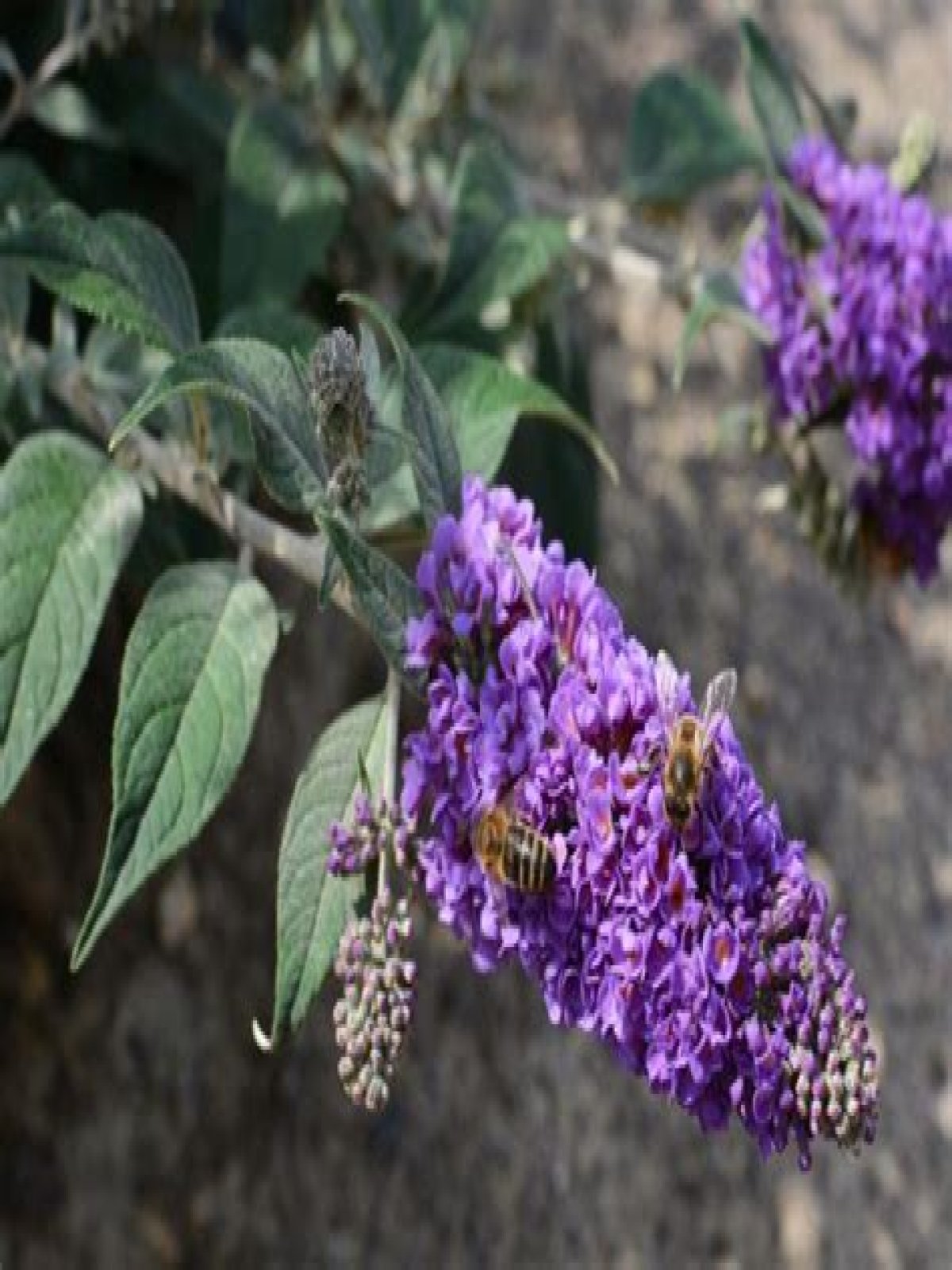 Is butterfly bush drought tolerant