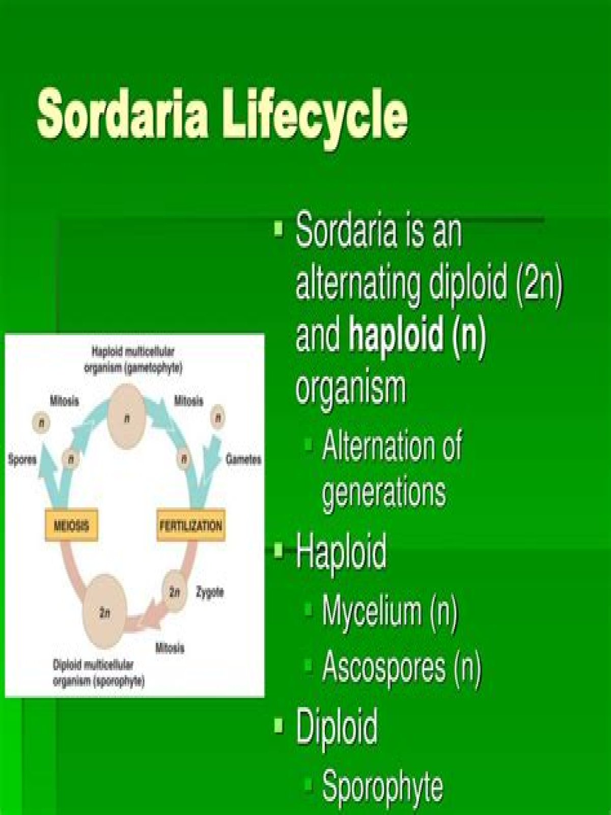 Is Sordaria haploid or diploid