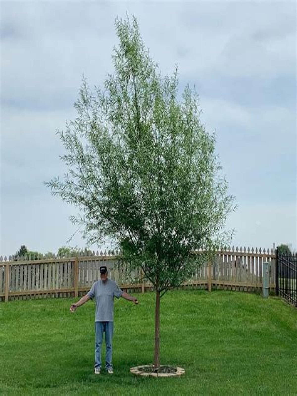 Is Willow hybrid tree an evergreen