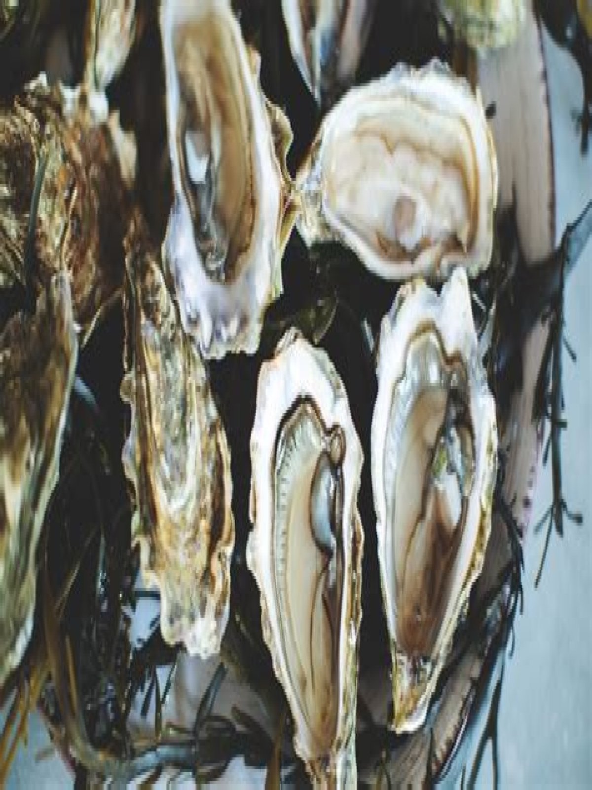 Oesters Bewaren Hoe Lang?