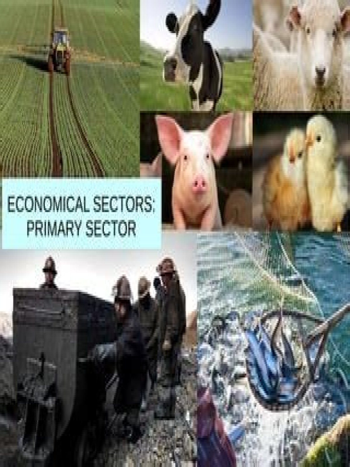 primary sector business, check these out | What are examples of primary sector?