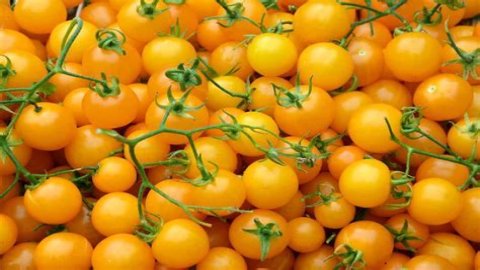 Should i pinch out tumbling tom tomatoes?