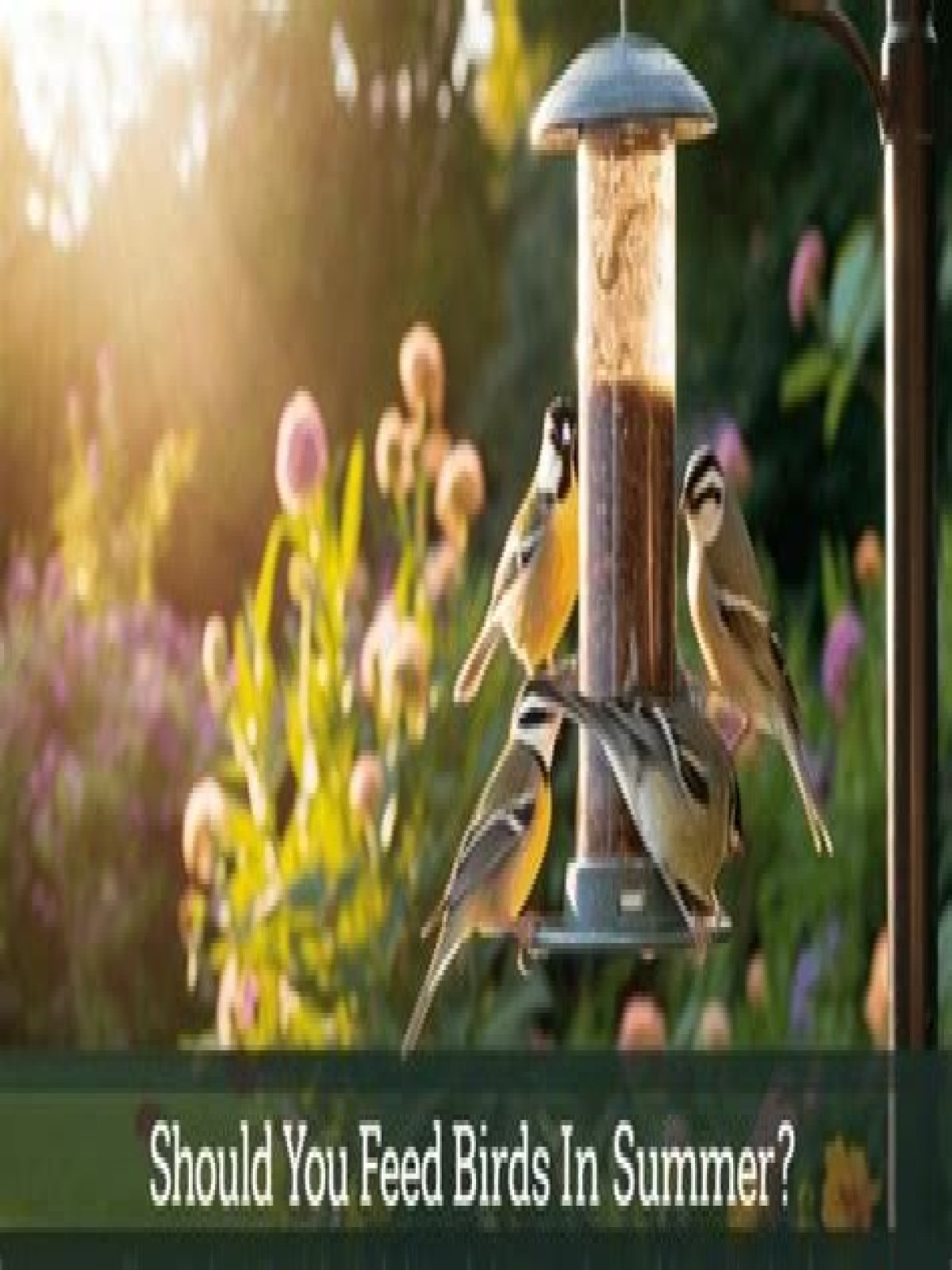 Should you still feed birds in the summer?