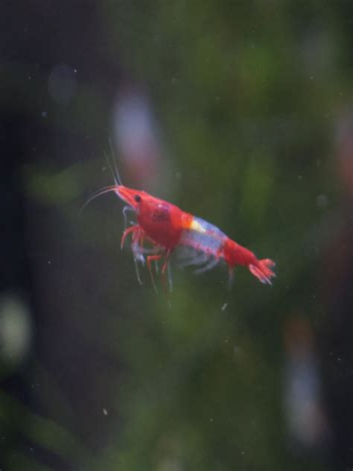 Wat Eten Garnalen In Aquarium? (Correct answer)