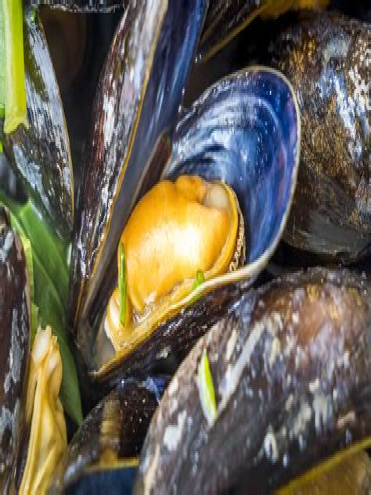 Wat Is Een Mossel? (Question)