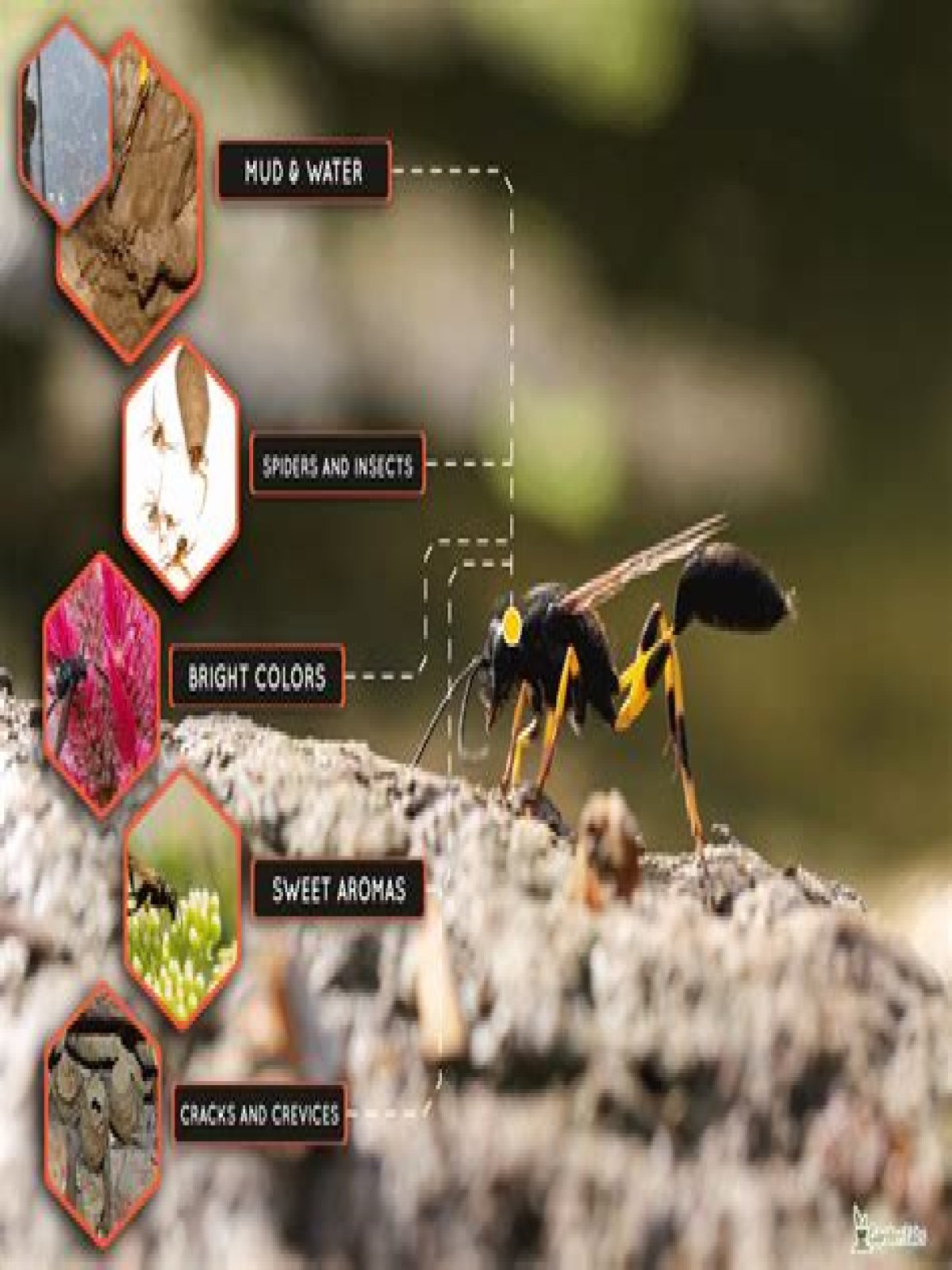 What are mud daubers attracted to