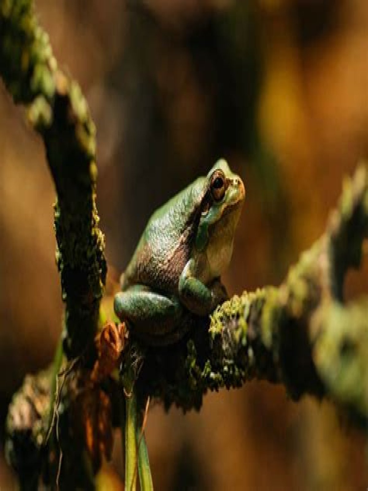 What do frogs represent in folklore