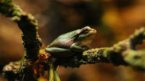 What do frogs represent in folklore