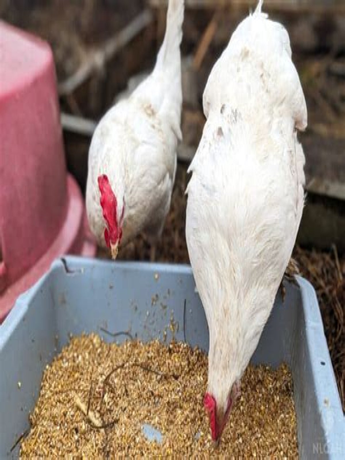 What do leghorns eat?