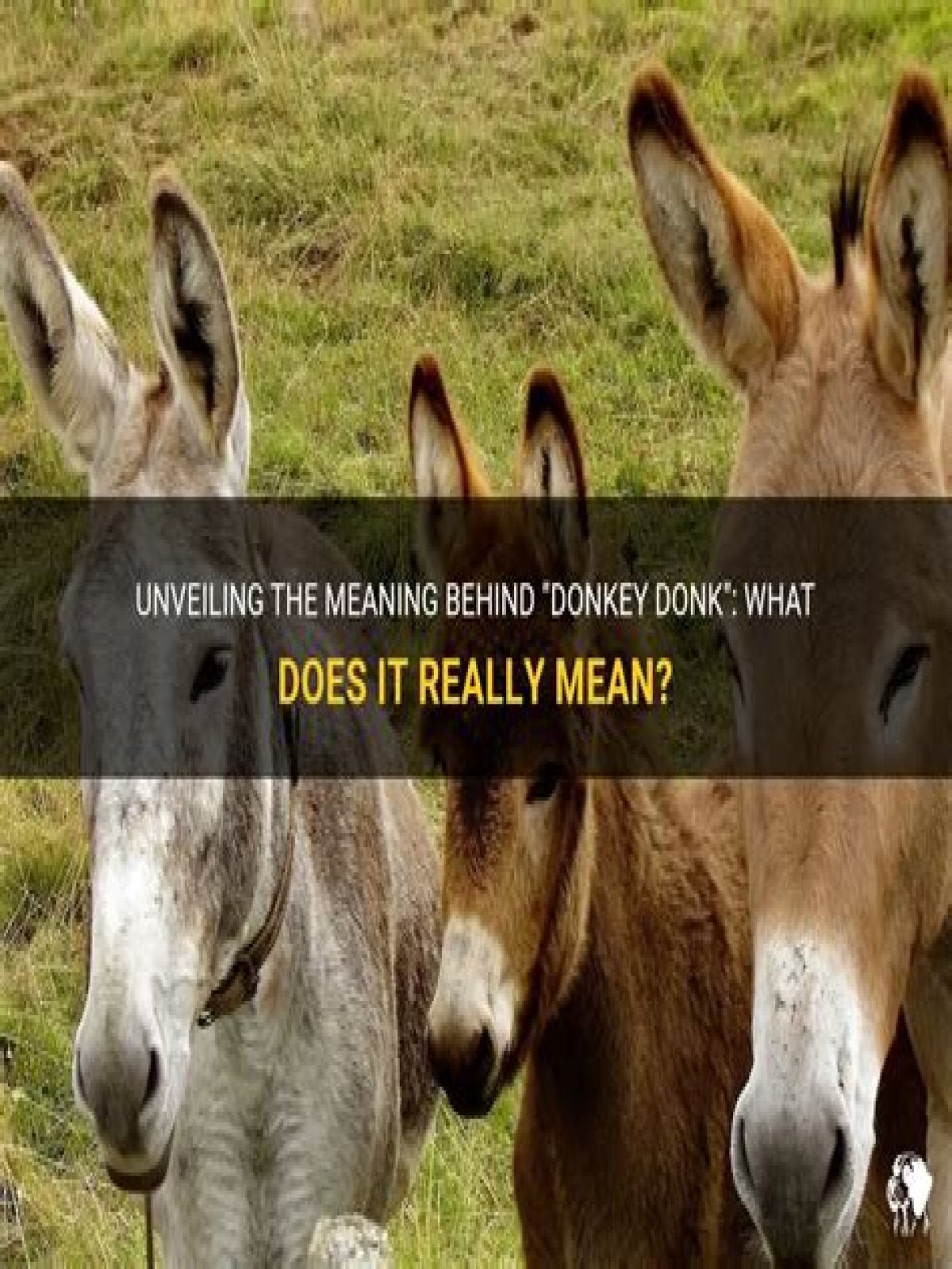 What does donkey mean?
