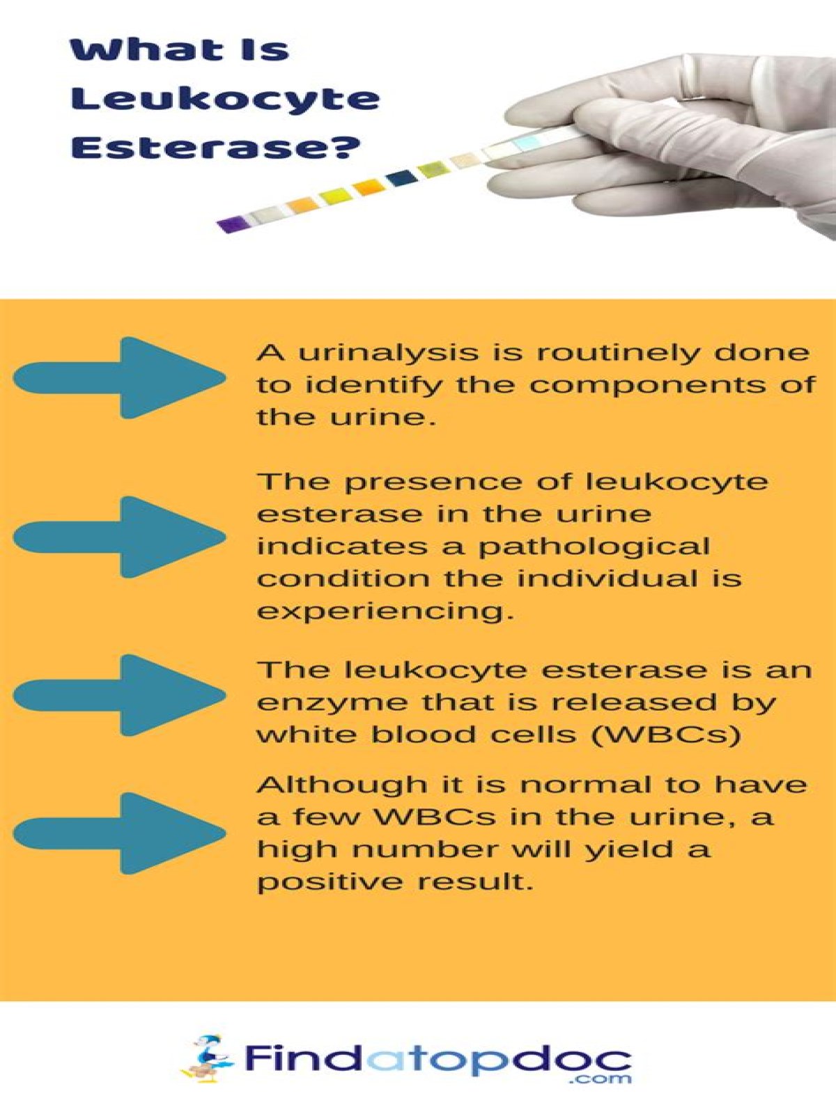 What does leukocytes in urine mean?