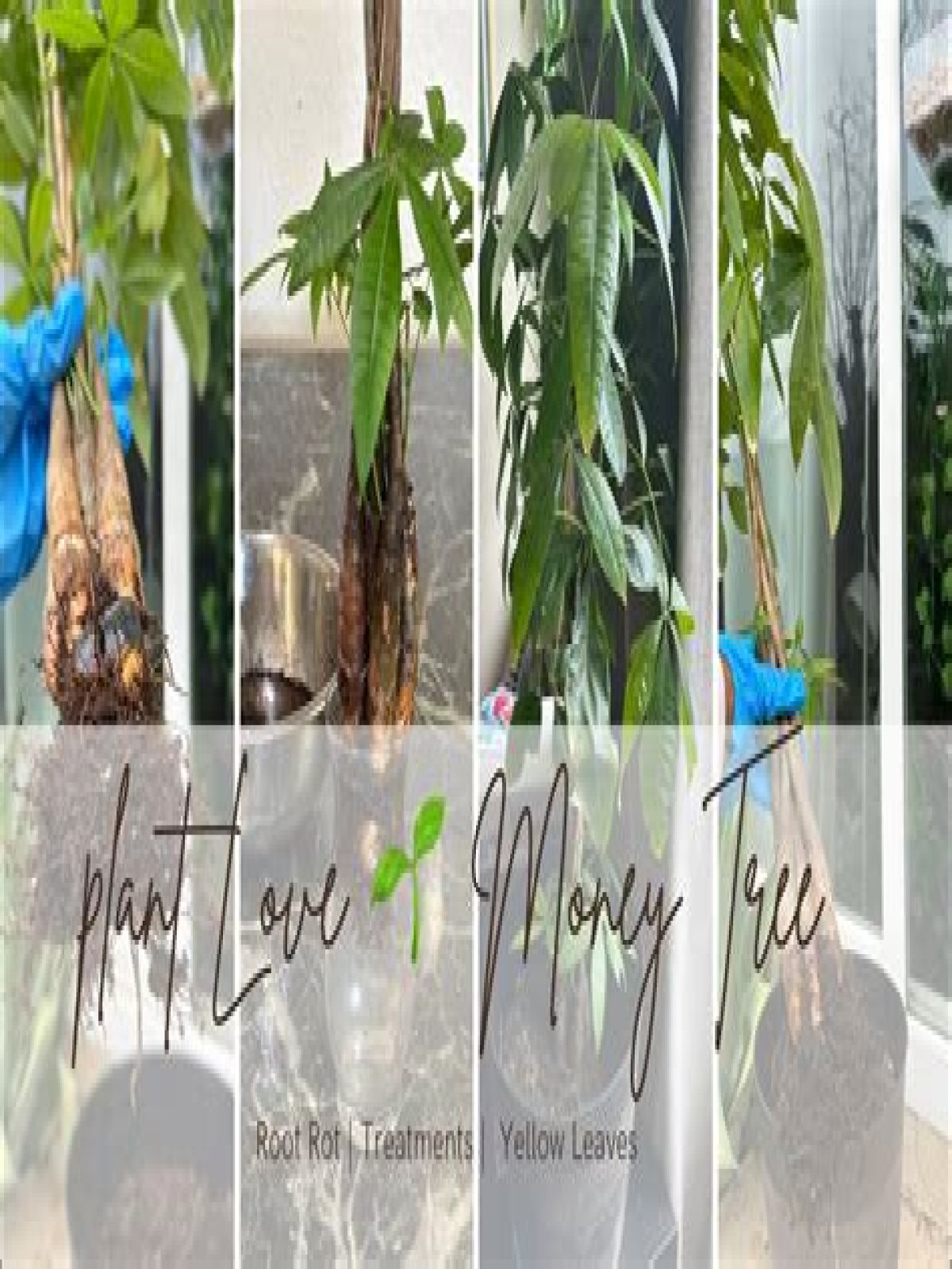 What does overwatering a money tree look like?