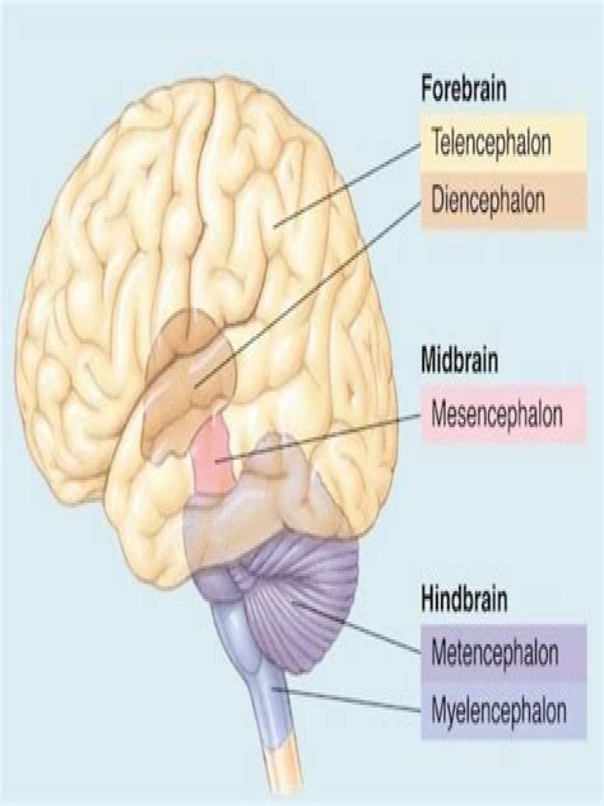What is telencephalon of the brain?