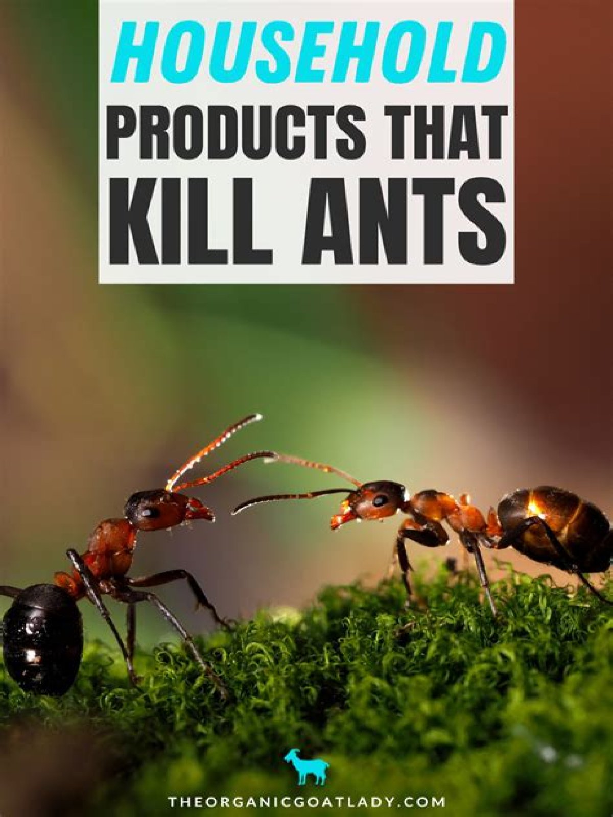 what kills ants