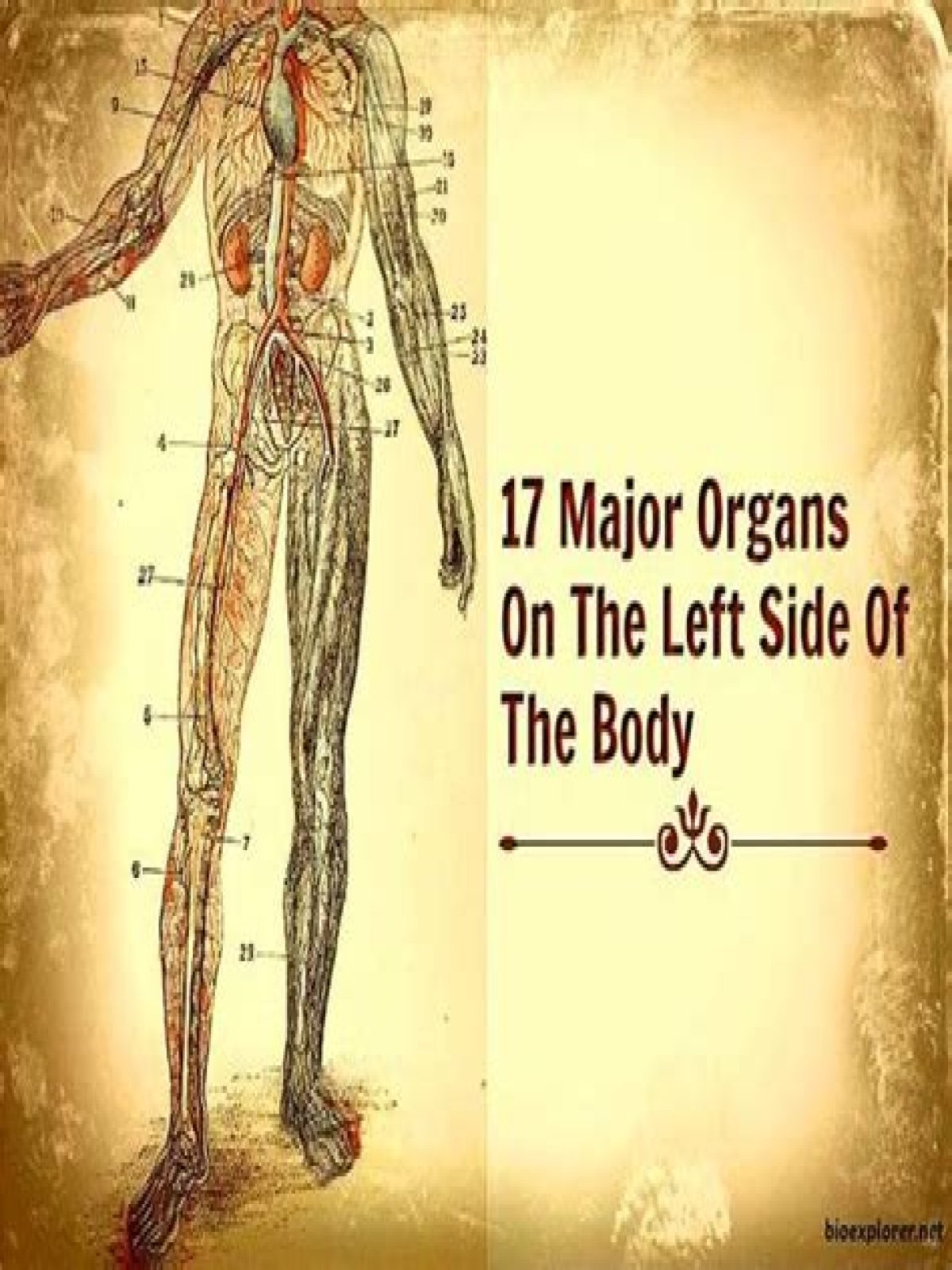what organs are on your left side