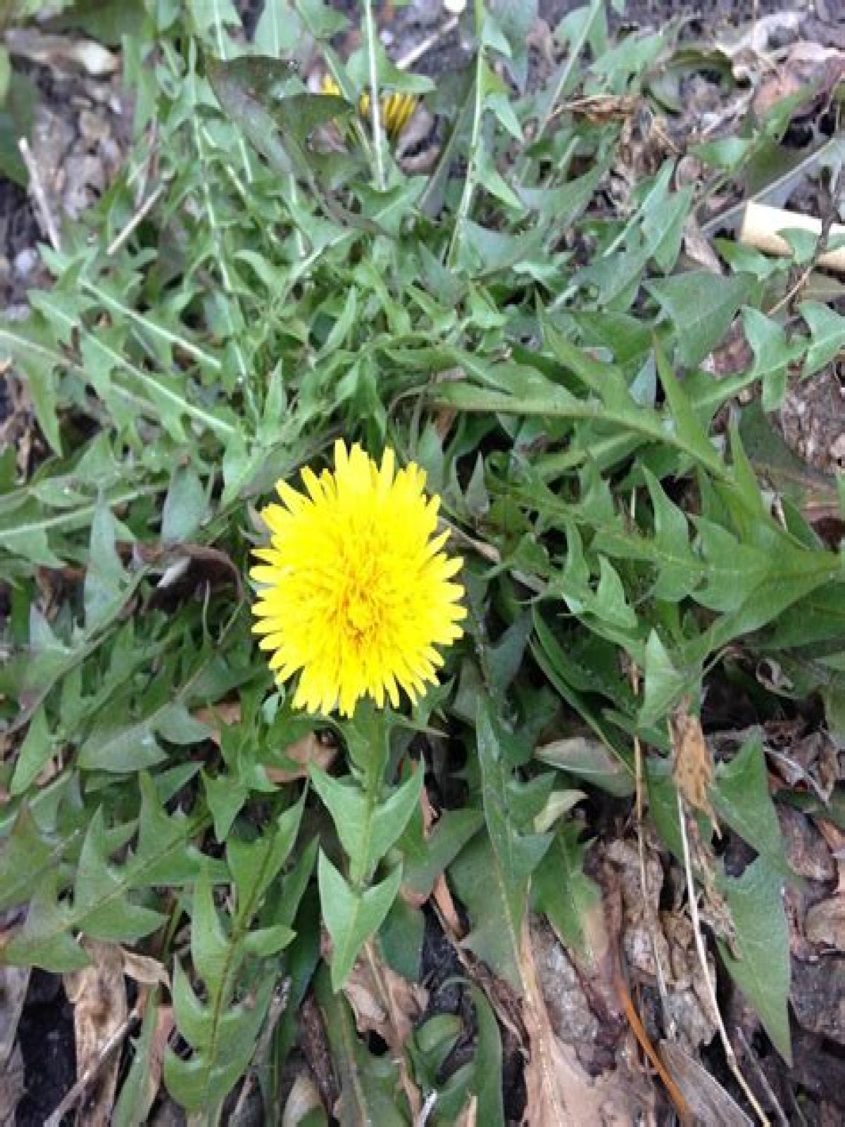 Where is dandelion plant found
