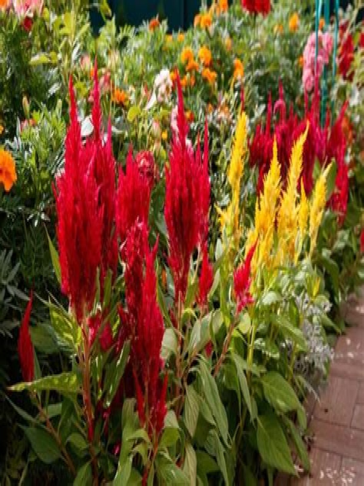 Where to plant coxcomb?