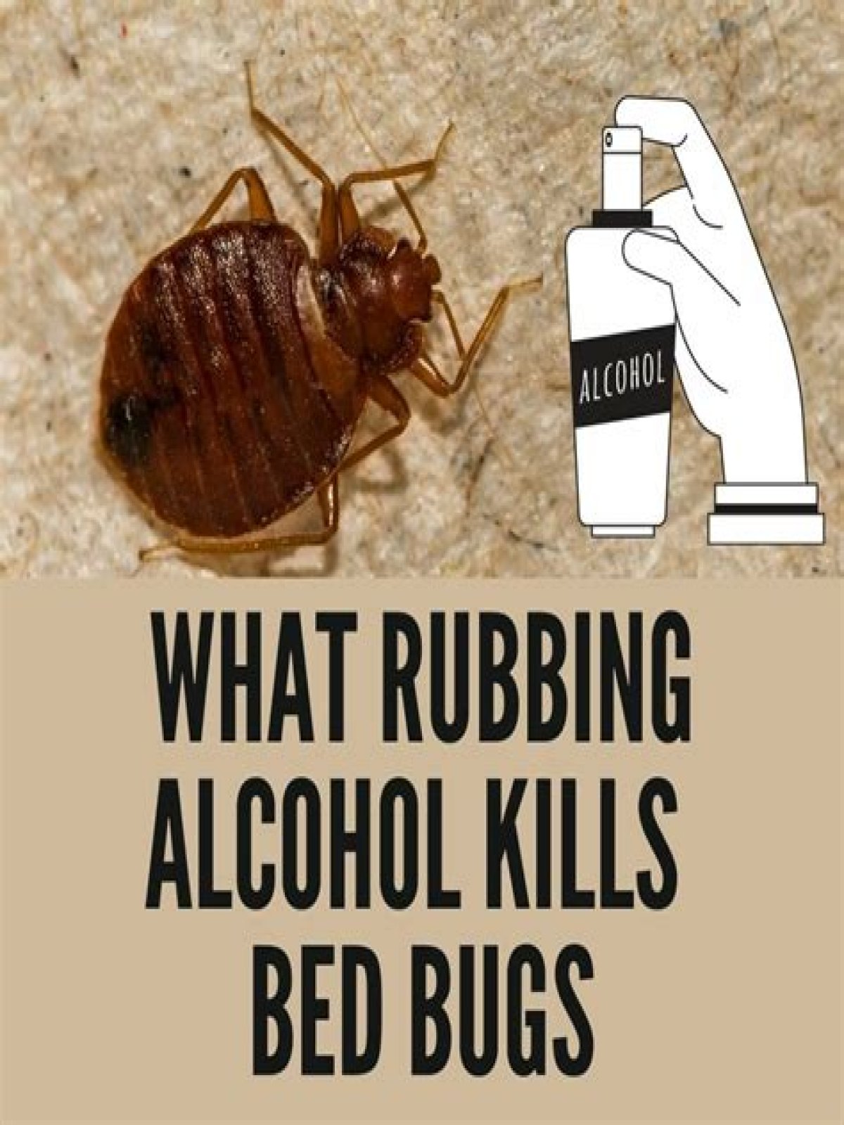 Which rubbing alcohol kills bed bugs?