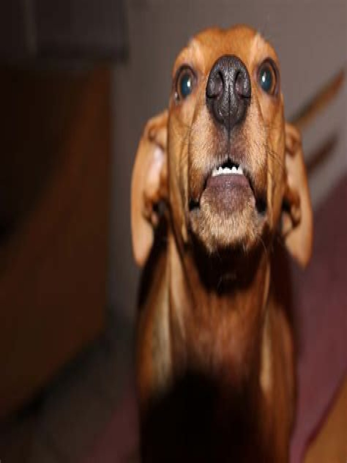 Why is my dog all of a sudden growling at me?